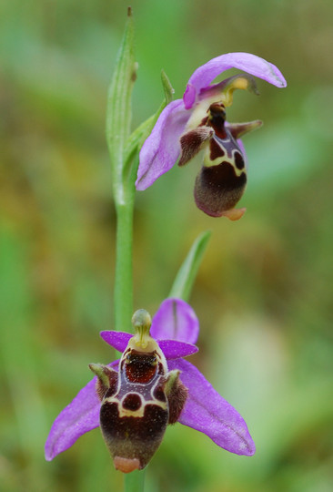 Ophrys polyxo