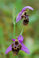 Ophrys polyxo