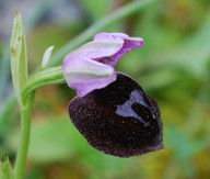 Ophrys ferrum-equinum