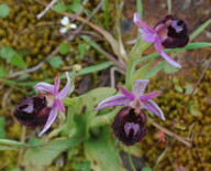 Ophrys ferrum-equinum