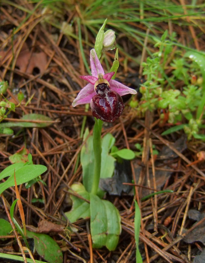 Ophrys lucis