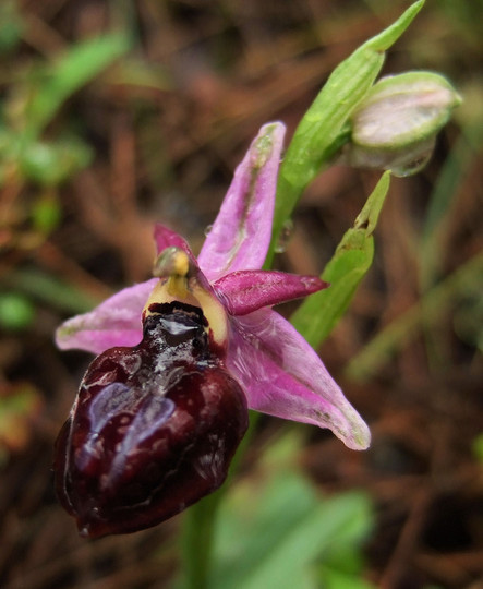 Ophrys lucis