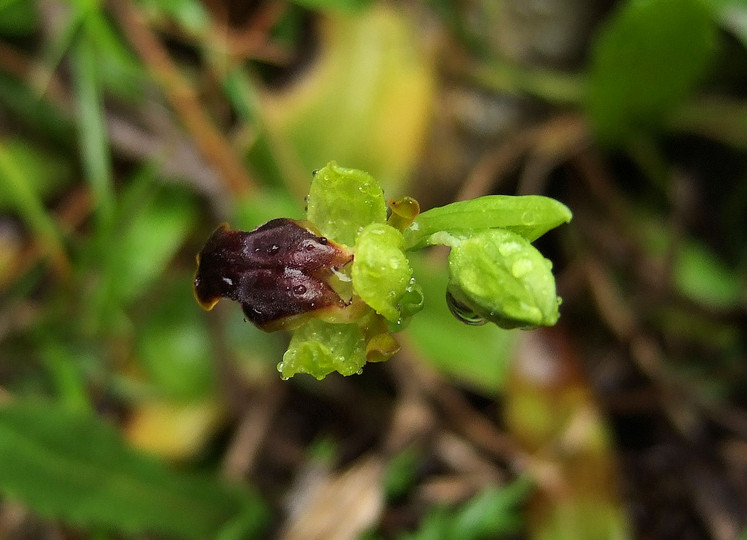 Ophrys fusca ssp. leucadica