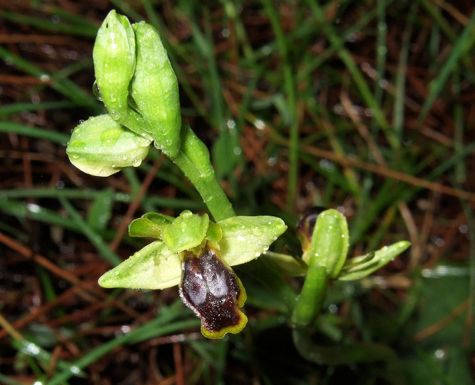 Ophrys fusca ssp. leucadica