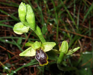 Ophrys fusca ssp. leucadica