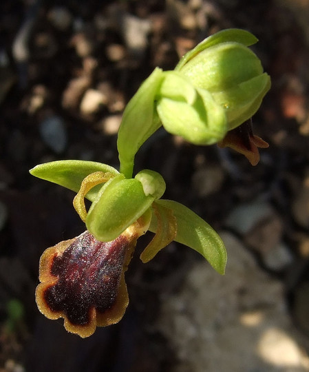 Ophrys blitopertha