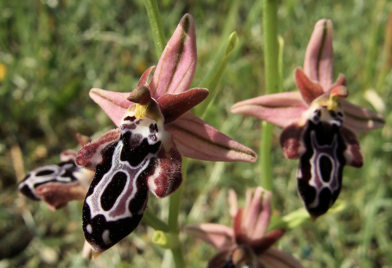 Ophrys cretica ssp. beloniae