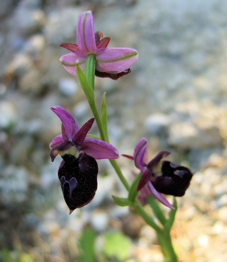 Ophrys ferrum-equinum