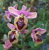 Ophrys tenthredinifera ssp. leochroma