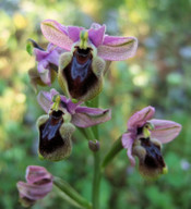 Ophrys tenthredinifera ssp. leochroma