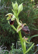 Ophrys transhyrcana