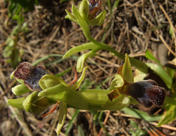 Ophrys omegaifera