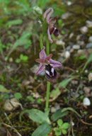 Ophrys reinholdii