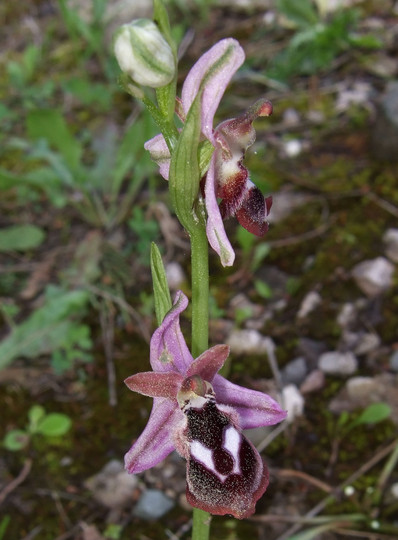 Ophrys reinholdii