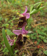 Ophrys colossaea