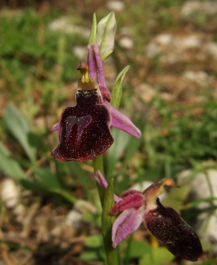 Ophrys ferrum-equinum