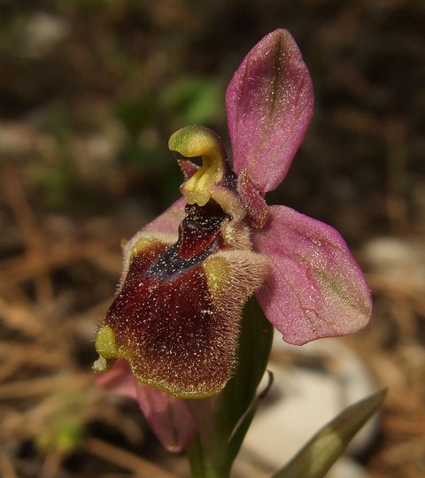 Ophrys tenthredinifera ssp. leochroma