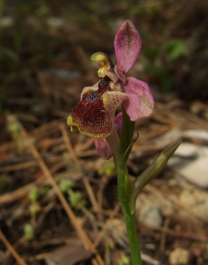 Ophrys tenthredinifera ssp. leochroma