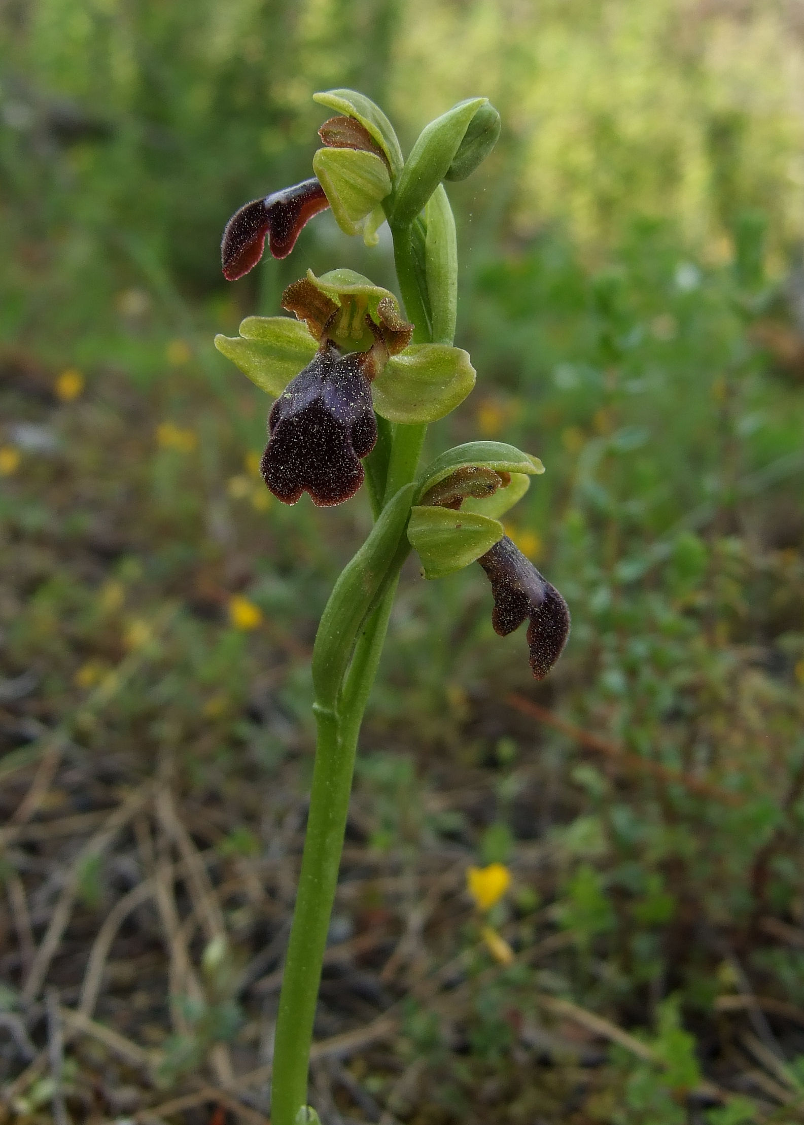 Ophrys attaviria var eptapigiensis