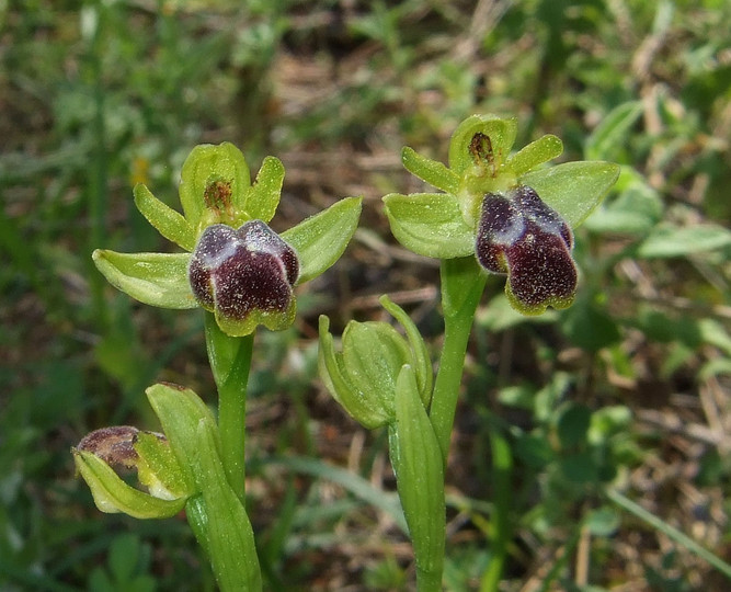 Ophrys cinereophila