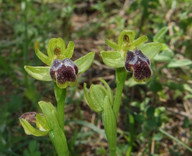 Ophrys cinereophila