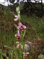 Ophrys candica