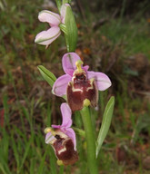 Ophrys candica