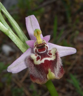 Ophrys candica