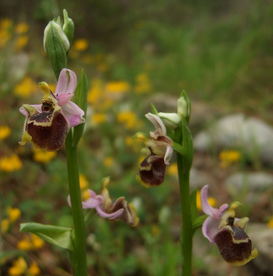 Ophrys candica