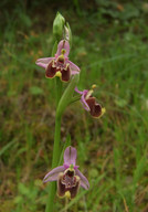 Ophrys candica