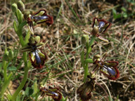 Ophrys speculum