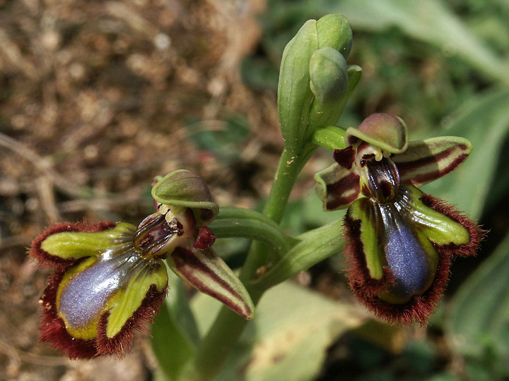 Ophrys speculum