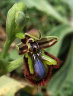 Ophrys speculum