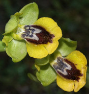 Ophrys lutea