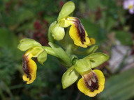 Ophrys lutea