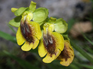 Ophrys lutea