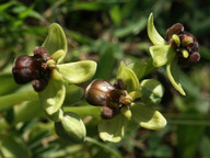 Ophrys bombyliflora