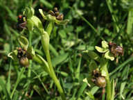 Ophrys bombyliflora