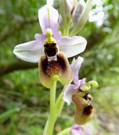 Ophrys tenthredinifera