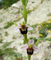 Ophrys apifera