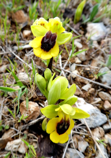 Ophrys lutea