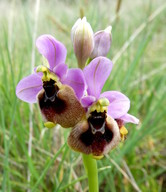 Ophrys tenthredinifera