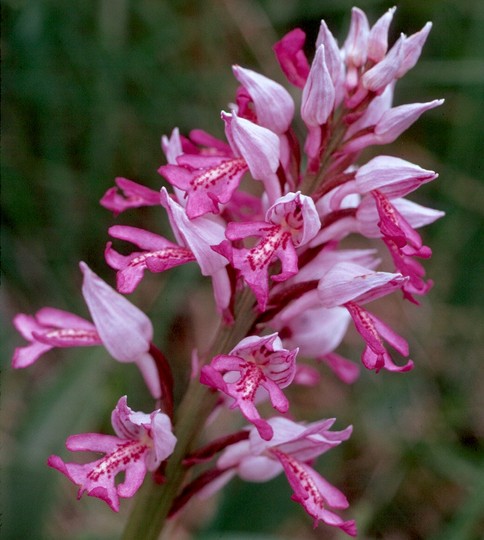 Orchis militaris