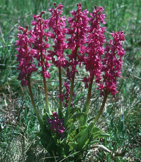 Orchis mascula