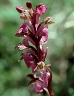 Orchis spitzelii