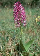 Orchis militaris