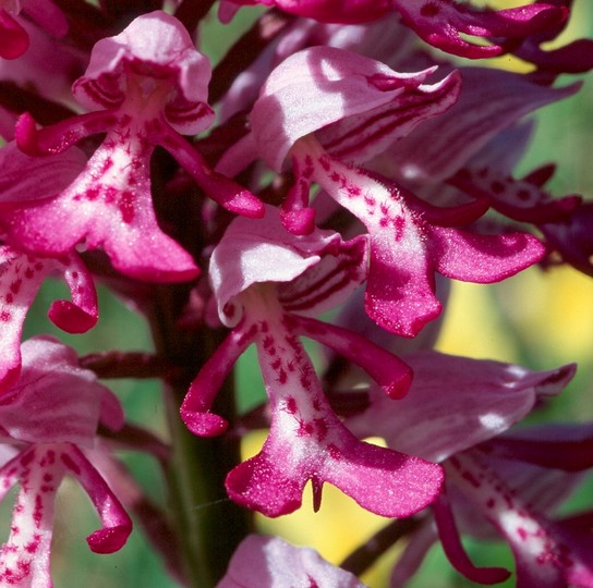 Orchis militaris