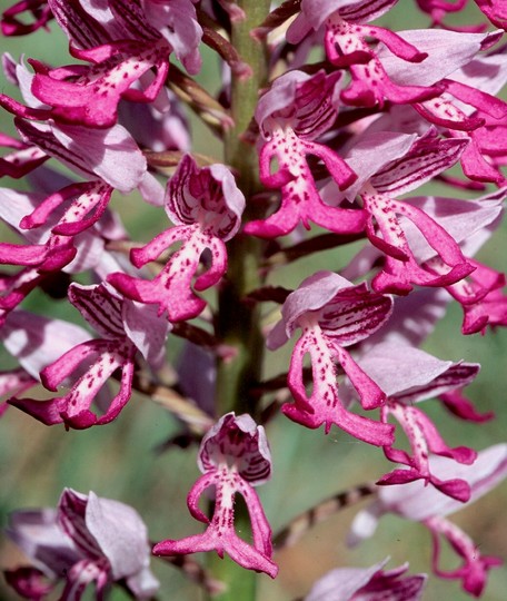 Orchis militaris