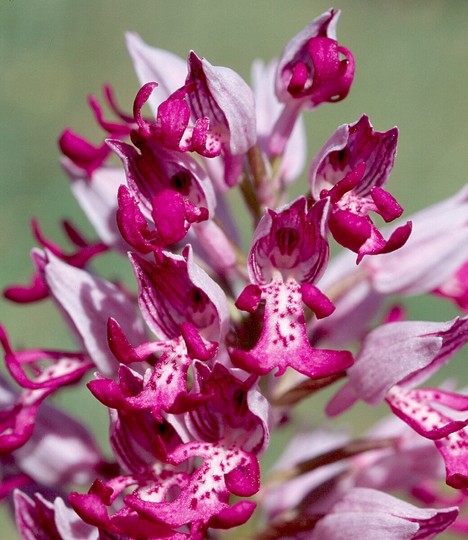 Orchis militaris