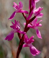 Orchis palustris